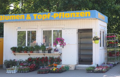 Blumen & Topf-Pflanzen, Blumenladen in Schwerin