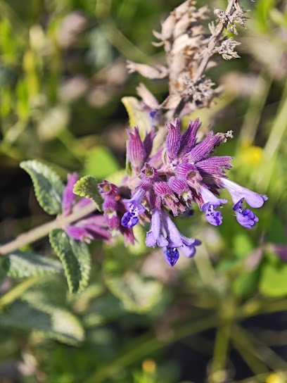 Blütenmeer GmbH Wildstauden Gärtnerei, Blumenladen in Klappholz