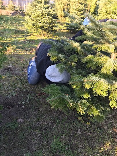 Weihnachtsbaum Backhaus, Blumenladen in Hattingen