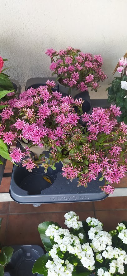 Blumen Gehrung, Blumenladen in Ostfildern