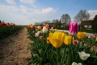 Blumenfeld Giflitz Fam.Wilke, Blumenladen in Edertal
