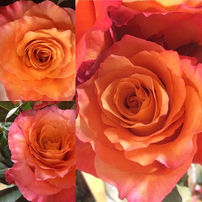 Die Blumenwiese, Blumenladen in Kempten