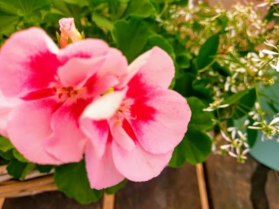 Friedhofsgärtnerei & Gärtnerei Ziemons, Blumenladen in Aachen