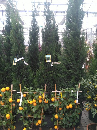 Bötz Blumencenter GmbH & Co. KG, Blumenladen in Salz