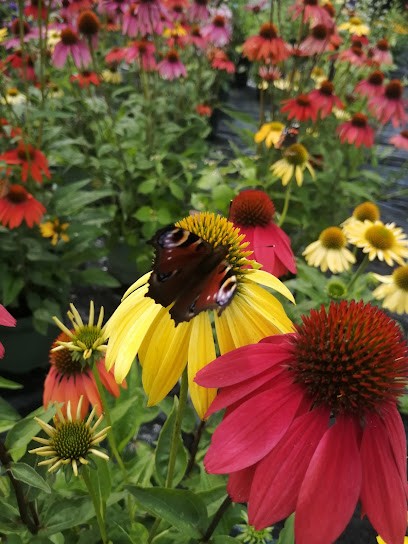 Stauden Stefan Röhring, Blumenladen in Greven