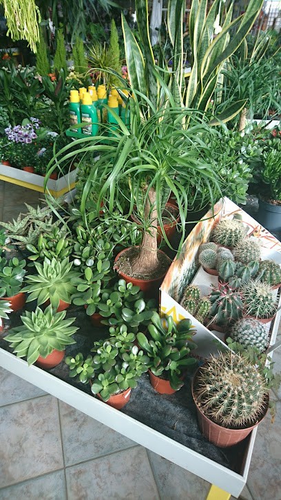 Blumen Hassinger, Blumenladen in Nieder-Olm