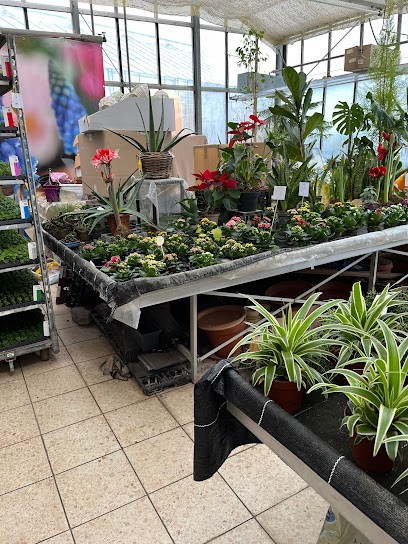 Gärtnerei Koch, Blumenladen in Schöningen