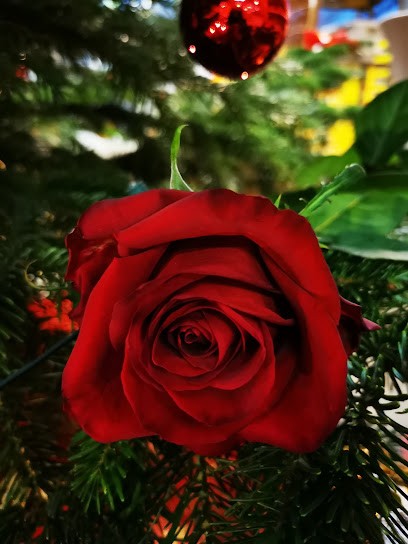 Blumenhaus Wöllert, Blumenladen in Waren