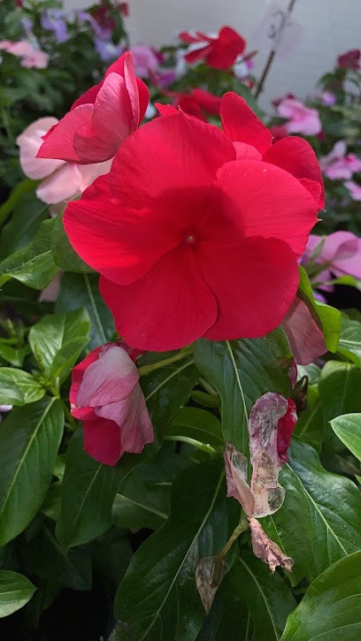 Blütenreich Ralf Gerkensmeier, Blumenladen in Bad Oeynhausen