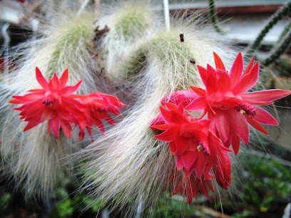 Kakteen und Bonsai Pies, Blumenladen in Wegberg
