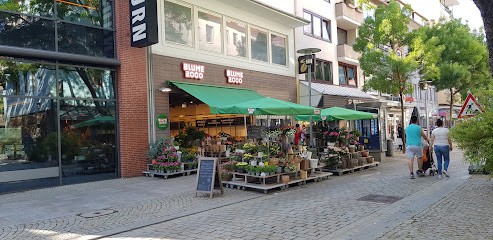 BLUME2000 Hildesheim, Blumenladen in Hildesheim