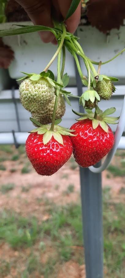Kaack Pflanzenvermehrung GmbH & Co. KG, Blumenladen in Fuhlendorf