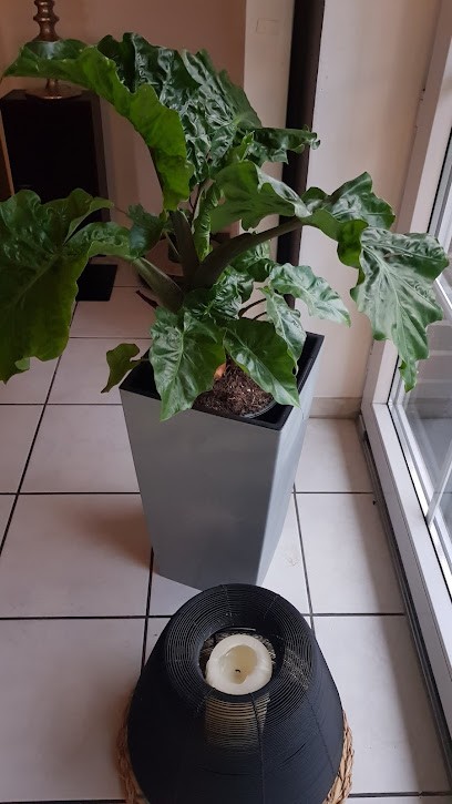 Fleur Shop Blumen, Blumenladen in Syke