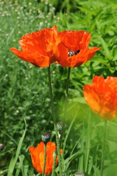 Floral Plural, Blumenladen in Kleines Wiesental