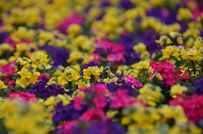 jansenflowers, Blumenladen in Baesweiler