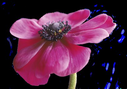 Blumen Edelweiß Baumschule Oberdorla, Blumenladen in Vogtei