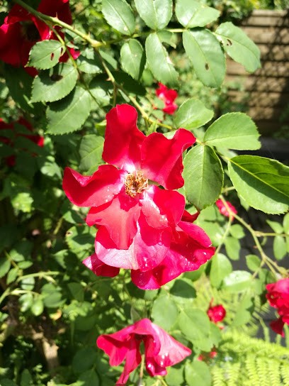 Klatschmohn Floristik Hoppe, Blumenladen in Solingen