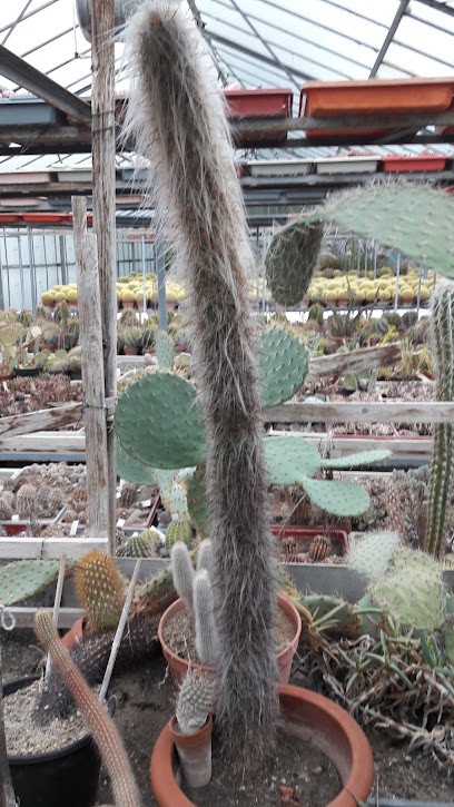 Kakteengärtnerei Schleipfer, Blumenladen in Neusäß