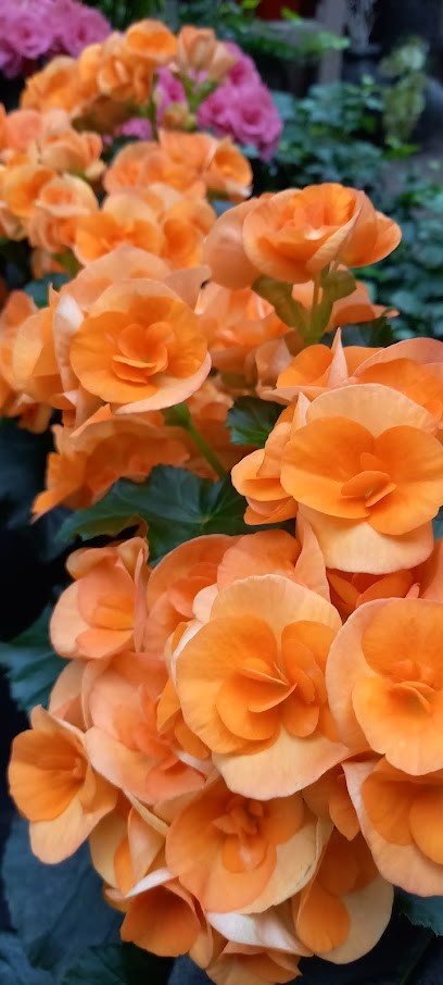 Gärtnerei Merschendorf, Blumenladen in Lähden