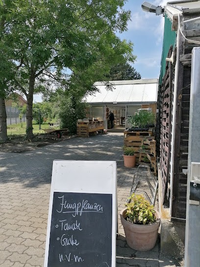 Gewächshaus Des Diakoniehof Rackith/ Augustinuswerk E.V., Blumenladen in Wittenberg