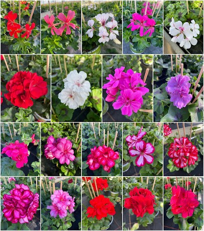 Gärtnerei Grotum, Blumenladen in Kirchlinteln