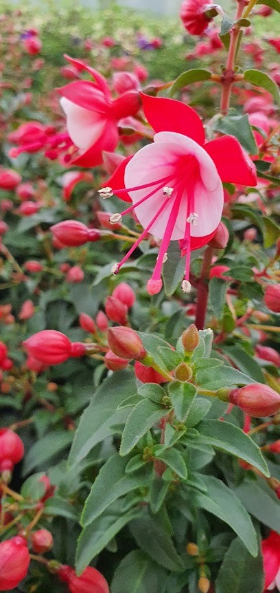 Brandkamp, Blumenladen in Isselburg