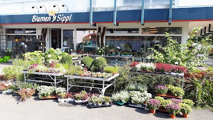 Blumen Sippl - Inh. Kerstin Sippl, Blumenladen in Warburg