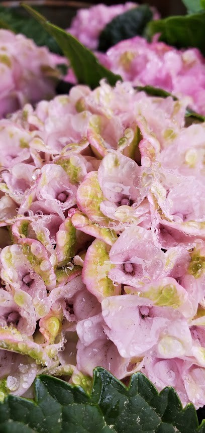 Naturart Blumen, Blumenladen in Krayenberggemeinde