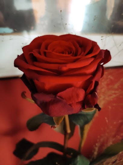 Renner Grün fürs leben, Blumenladen in Coburg