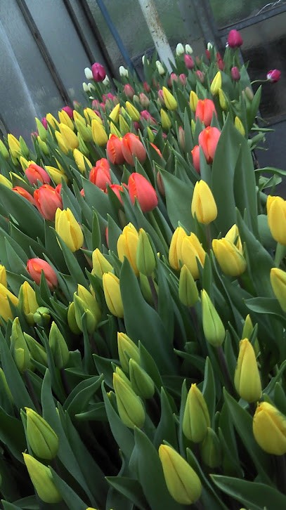 Blumen Mehl, Blumenladen in Effeltrich