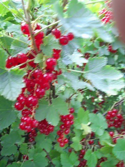 Blumenstube Kirsten Mai, Blumenladen in Herzlake