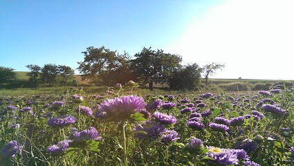 Gartenbau Und Bindereibetrieb Mathias Reinbold, Blumenladen in Freital