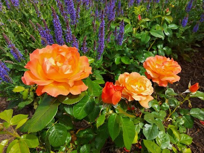 Blumenwerkstatt Susanne Bentrup, Blumenladen in Bad Iburg