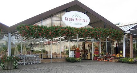 Große Brintrup - Floristik & Gärtnerei, Blumenladen in Dülmen