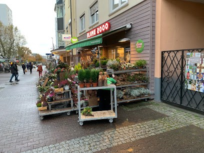 BLUME2000 Oberursel, Blumenladen in Oberursel