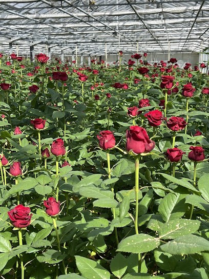 Rosen Weniger, Blumenladen in Eberdingen