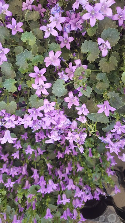 Blumen Palumbo GbR, Blumenladen in Schlüchtern