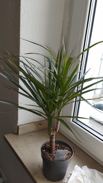 Blumen van der Star, Blumenladen in Duisburg