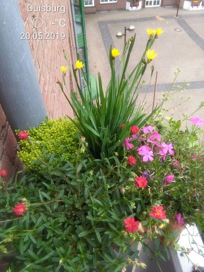 Blumen Dlouhy, Blumenladen in Duisburg