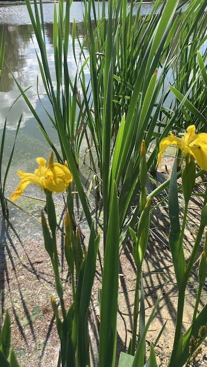Art Floristik Blumen Philipp, Blumenladen in Dippoldiswalde