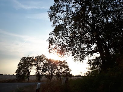 Heinz Kalbas & Regina Kalbas Blumenhaus Ortsteil Ziegelroda, Blumenladen in Querfurt