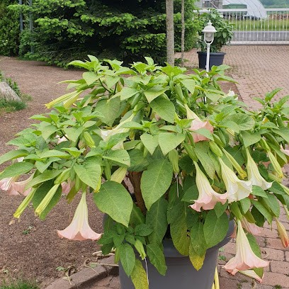 Gärtnerei Reinike | Isernhagen, Blumenladen in Isernhagen