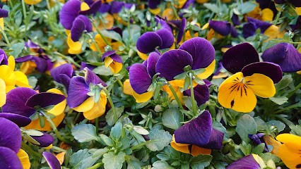 Blumen Am Markt, Blumenladen in Frauenstein