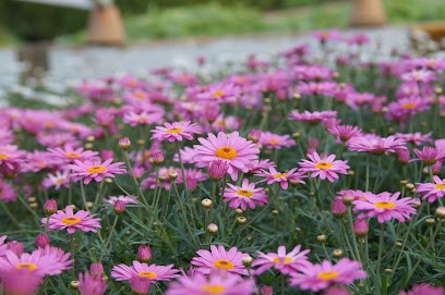 Gartenbau Und Floristik Göhlich, Blumenladen in Struppen