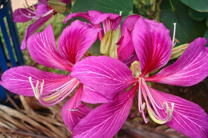 Blumenveranda, Blumenladen in Reichenwalde