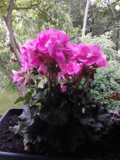 Blumen U. Pflanzenhof Thiele, Blumenladen in Naundorf