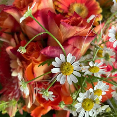 Kraut & Kram, Blumen U. Accessoires, Blumenladen in Offenbach