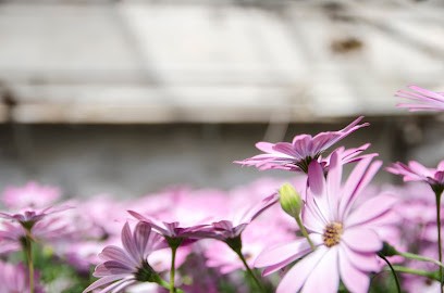 Blumen Pusch Inh. Dirk Hahn, Blumenladen in Leichlingen