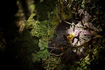 Einfach Anders Floristik, Blumenladen in Schwentinental