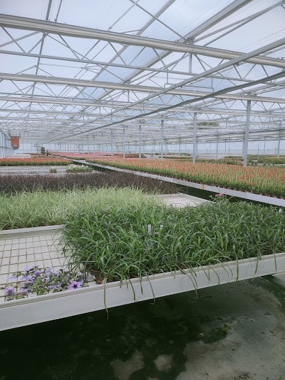 Produktion Gärtnerei Hans Lösslin (Nur Anlieferung Jungpflanzen Und Erde), Blumenladen in Weisweil